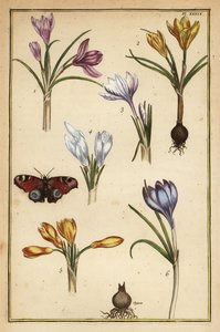 Frühlings-Krokus, Crocus vernus, und Tagpfauenauge, Aglais io