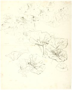 Blattstudien