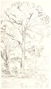 Studie von Eichen