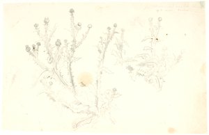 Studien von Disteln von Dankvart Dreyer