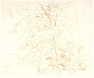 Baumstudien von Dankvart Dreyer