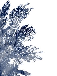 Blaues Blätterdach von Danushka Abeygoda