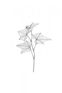 Botanische Linienkunst