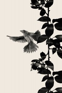 Fliegende Vogelsilhouette von Danushka Abeygoda
