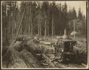 Holzfäll-/ Holzszene