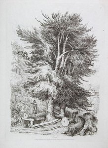 Buche Nr. 18, Illustration aus Progressive Lessons on Landscape for Young Beginners, 1816 (Weichgrundradierung) von David Cox