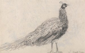 Pfau bei Capel Curig von David Cox