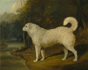 Porträt eines Hundes, Ross von David Dalby of York