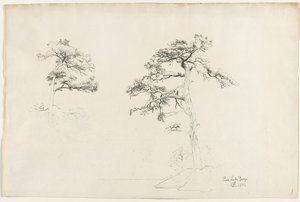 Kiefer, Lake George von David Johnson