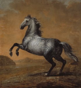 Der kleine Engländer, Pferd von König Karl XI. (1655-97)