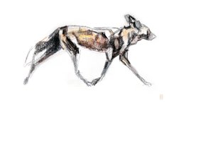 Afrikanischer Wildhund läuft
