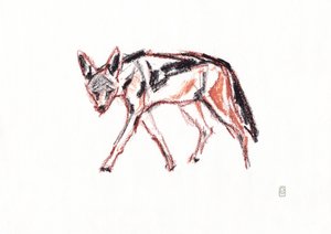 Afrikanischer Schabrackenschakal, 2019 von David Mayer