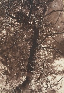 Der Feenbaum in Colinton von Hill and Adamson