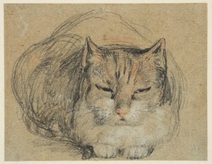 Katze, Studie für 