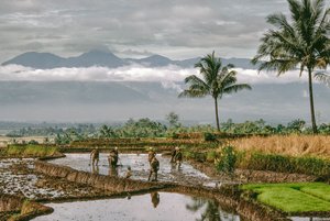 Java, Bandung. Bauern formen die Dämme ihrer terrassierten Reisfelder, Bandung, Java