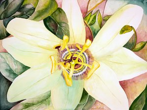 Passionsblume, 2007