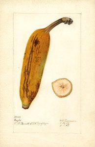 Banane (Musa: Ingles)
