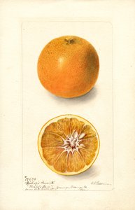 Orangen (Citrus sinensis: Bishops Favorite) von Deborah Griscom Passmore