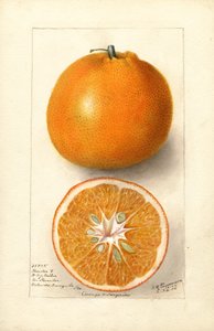 Orangen (Citrus sinensis: Thornton Nr. 5) von Deborah Griscom Passmore