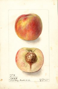 Pfirsiche (Prunus persica: Carmen) von Deborah Griscom Passmore