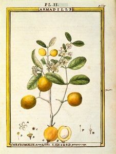Chrysomelis Armadilla, Aquarell von Delahaye von Delahaye Delahaye