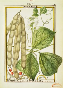 Glycine Rhomboidalis, Aquarell von Delahaye