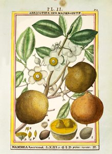 Mammee-Apfel (Mammea americana), Aquarell von Delahaye