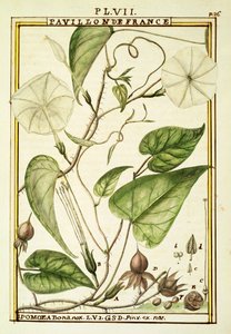 Mondblume oder Mondwinde (Ipomoea Alba), Aquarell von Delahaye