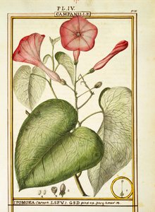 Rosa Prunkwinde (Ipomoea Carnea) von Delahaye Delahaye