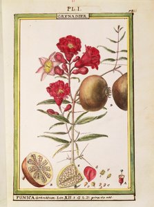 Granatapfel (Punica granatum), Aquarell von Delahaye