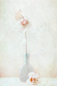 Zarte Schmetterlingsblüte