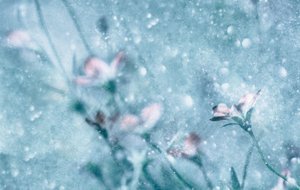 Träumende blaue Blumen
