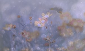 Träumerische Pastellblumen von Delphine Devos