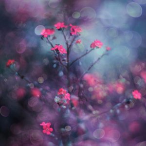 Träumende rosa Blüten