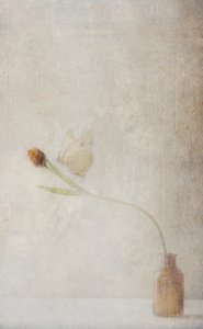 Verblassendes Tulpen-Stillleben