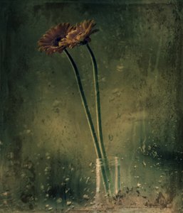 Regentag Gerbera