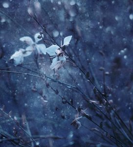 Weiche blaue Blüten