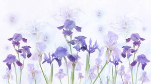 Träumende Lavendel-Iris
