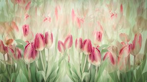 Träumende rosa Tulpen