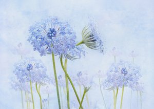 Ätherische Blaue Blumen