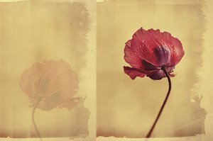 Vintage Mohntraum