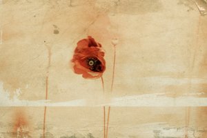 Vintage Roter Mohn