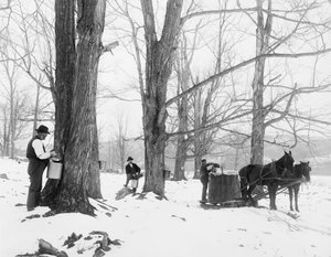 Sammeln von Saft in einem Ahornzucker-Camp in Vermont von Detroit Publishing Co.