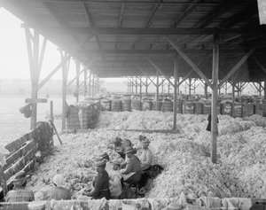 Sortieren von Baumwolle für die Atlantic Cotton Compress Company, Pensacola, Florida