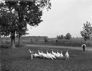 Weiße Holland-Truthähne, 1900