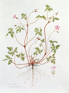 Storchschnabel