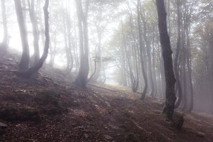 Weg nach Roncesvalles