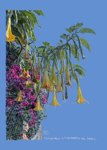 Floripondio, 2022 von Diego Beyro