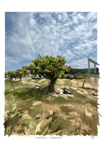 Orangen oder Mandarinen