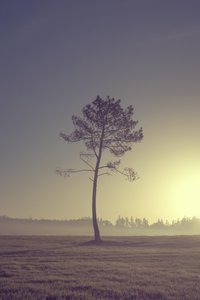 Baum am Weg von Diego Beyro